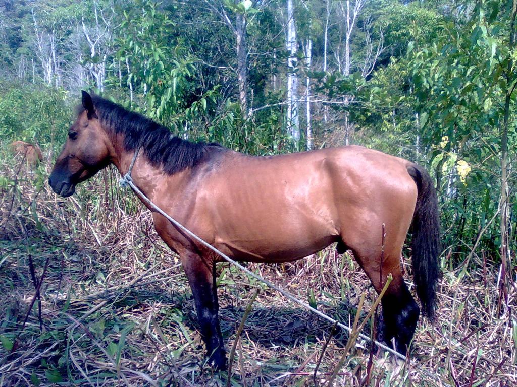 Foto de Simón Bolívar (Mushullacta), Ecuador