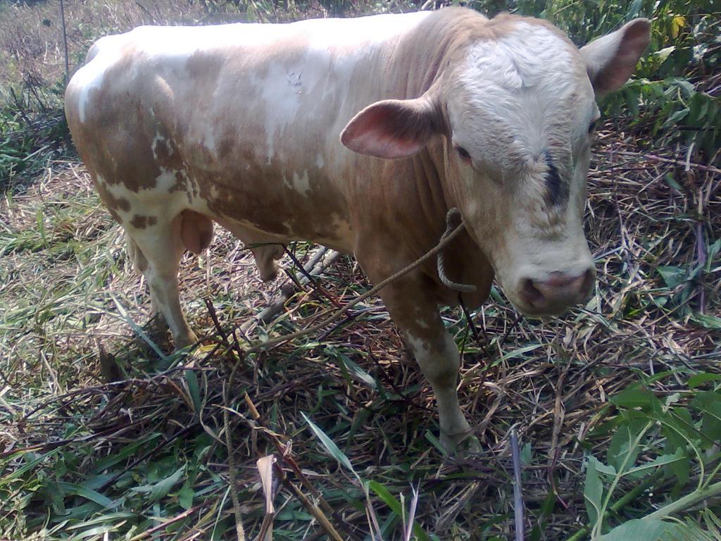 Foto de Simón Bolívar (Mushullacta), Ecuador