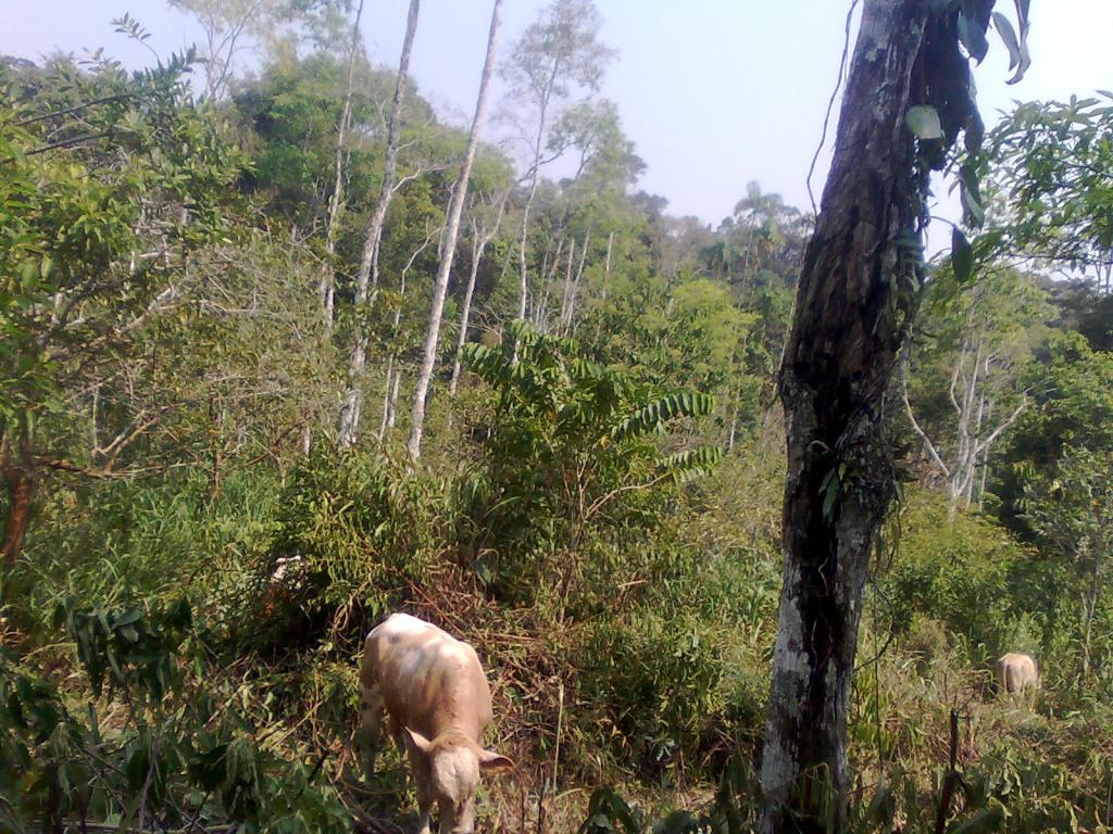 Foto de Simón Bolívar (Mushullacta), Ecuador