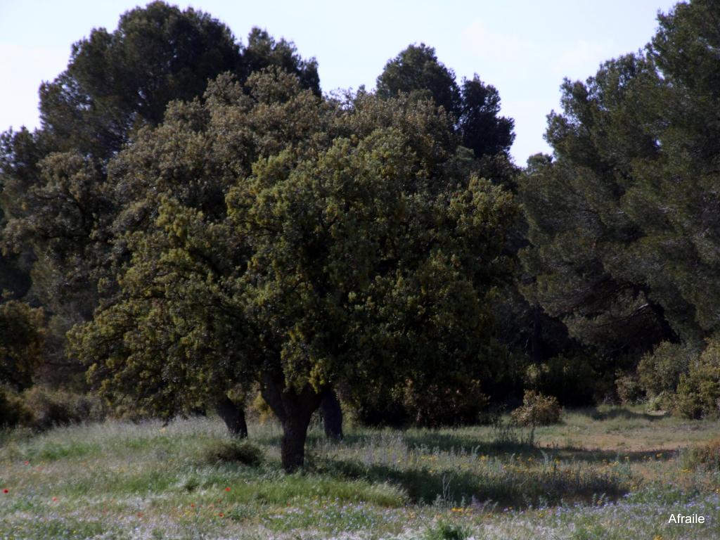 Foto de Peñas de San Pedro (Albacete), España