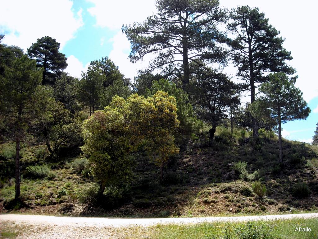 Foto de Peñascosa (Albacete), España
