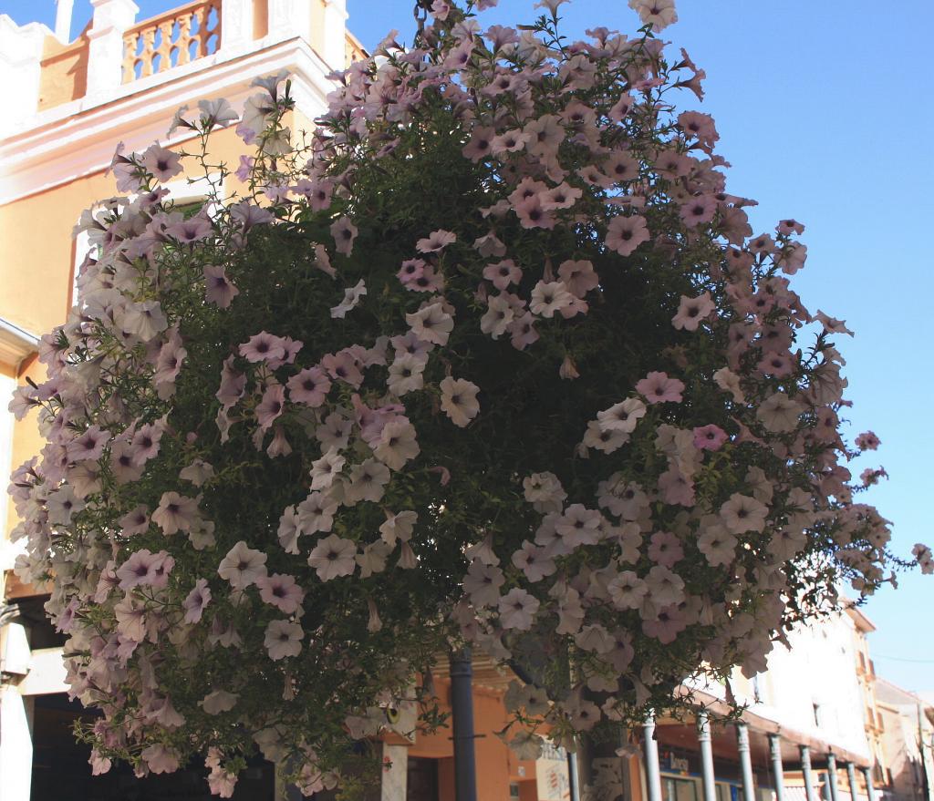 Foto de Daimiel (Ciudad Real), España