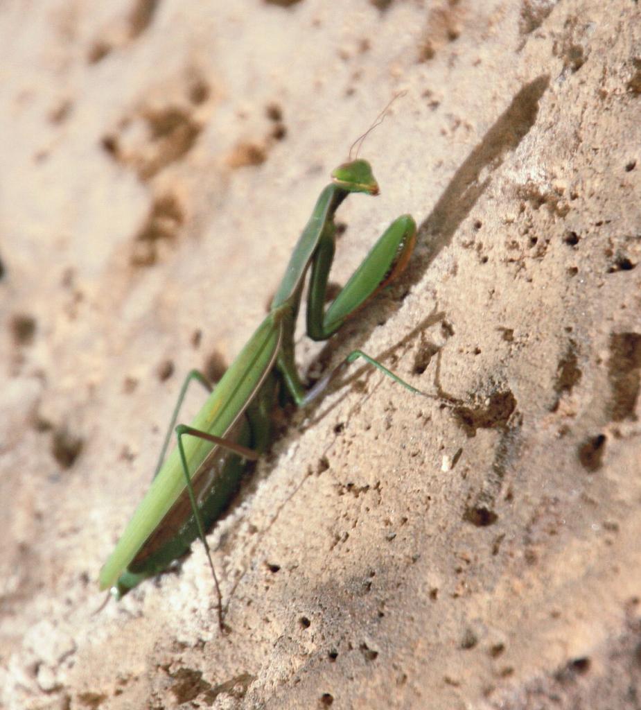 Foto de Manzanares (Ciudad Real), España