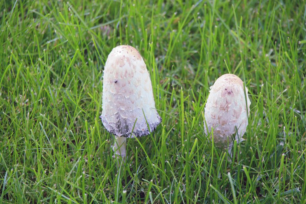 Foto de Manzanares (Ciudad Real), España