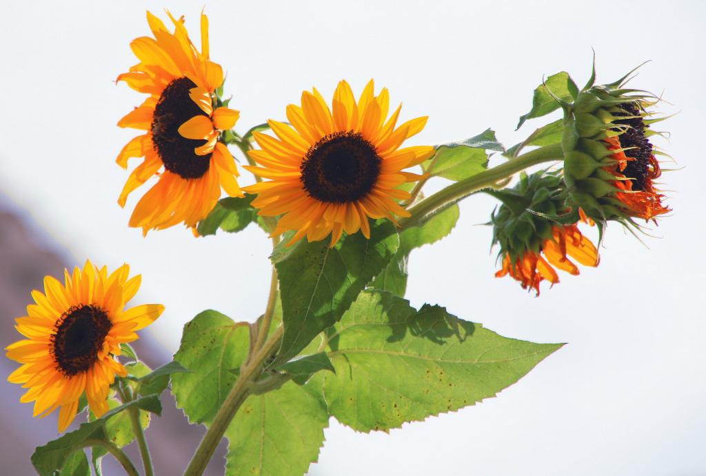 Foto de Letur (Albacete), España