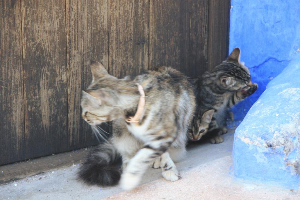 Foto de Alcalá del Júcar (Albacete), España