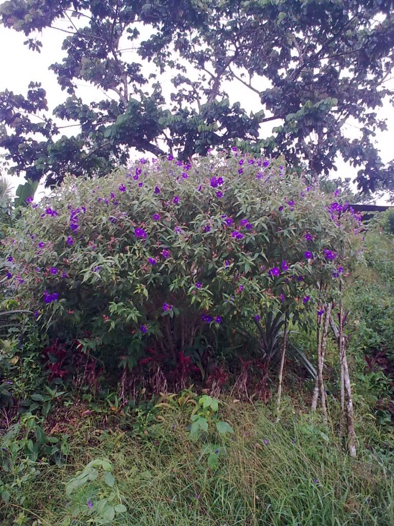 Foto de Simon Bolivar, Ecuador