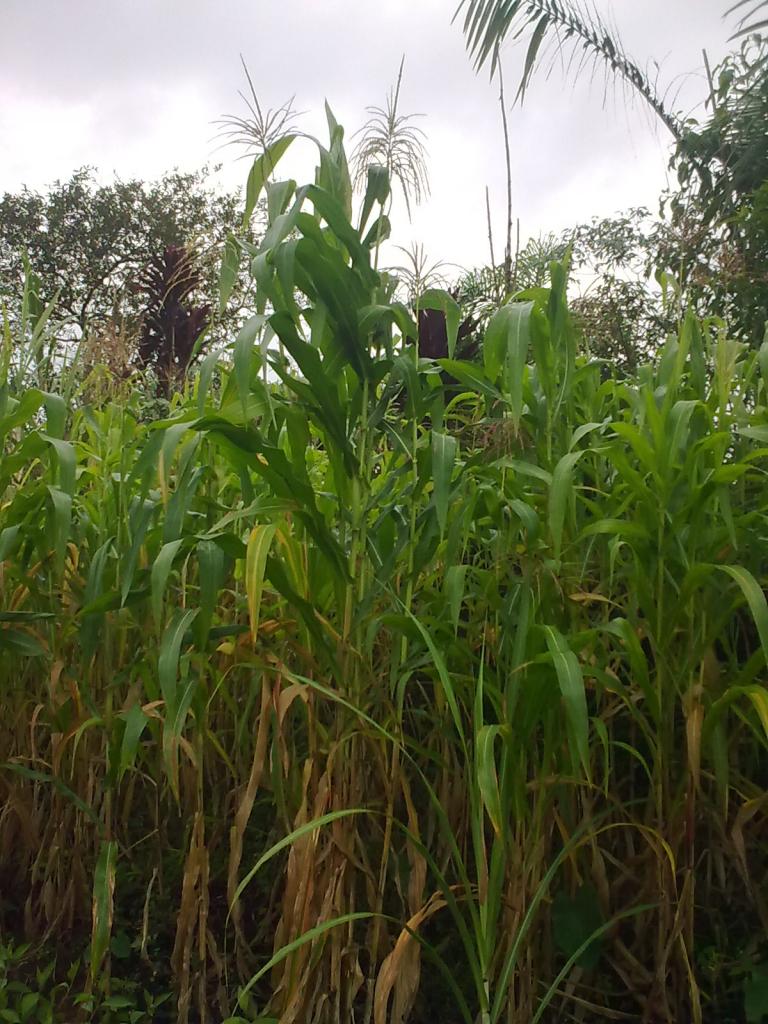Foto de Simon Bolivar, Ecuador