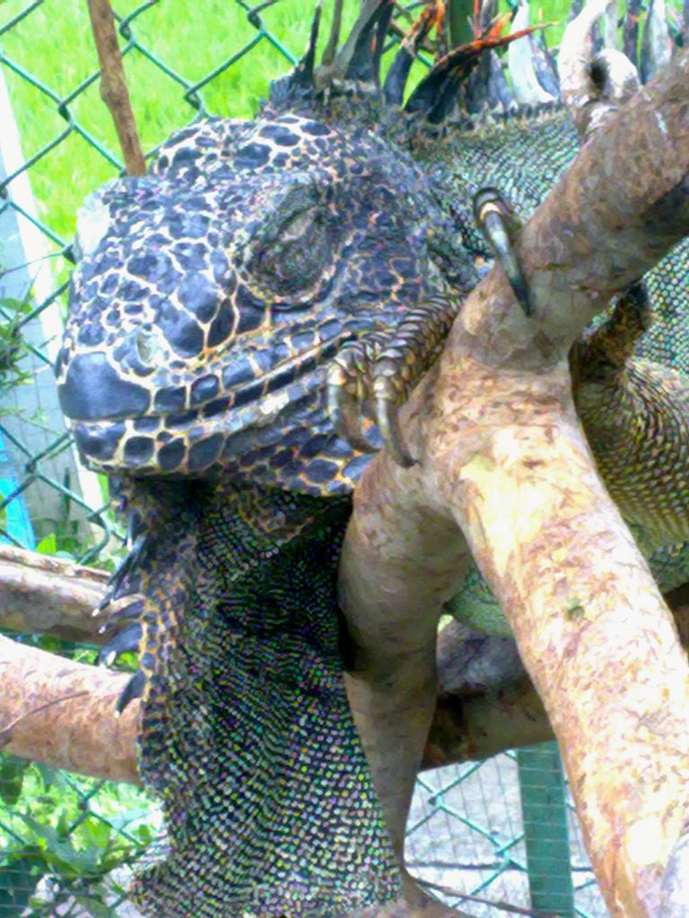 Foto de San José, Costa Rica