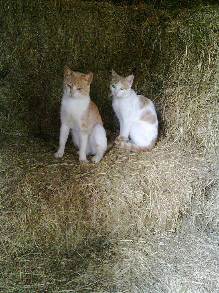 Foto de San José, Costa Rica