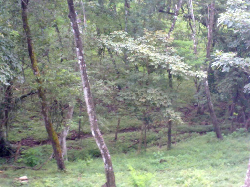 Foto de San Miguel (Puntarenas), Costa Rica