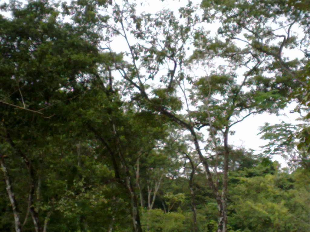 Foto de Zagala (Puntarenas), Costa Rica