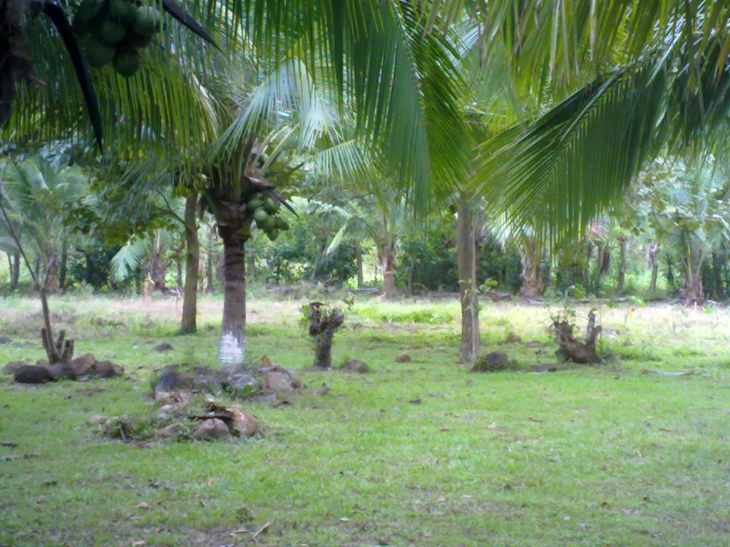 Foto de Zagala (Puntarenas), Costa Rica