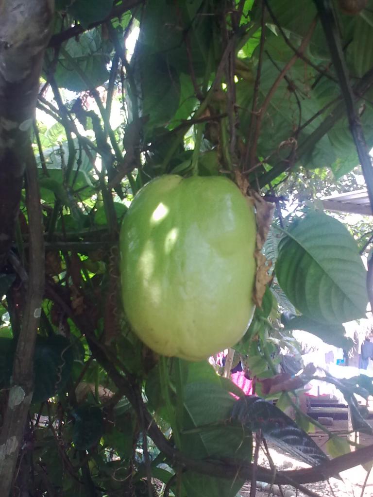Foto de Simon Bolivar, Ecuador