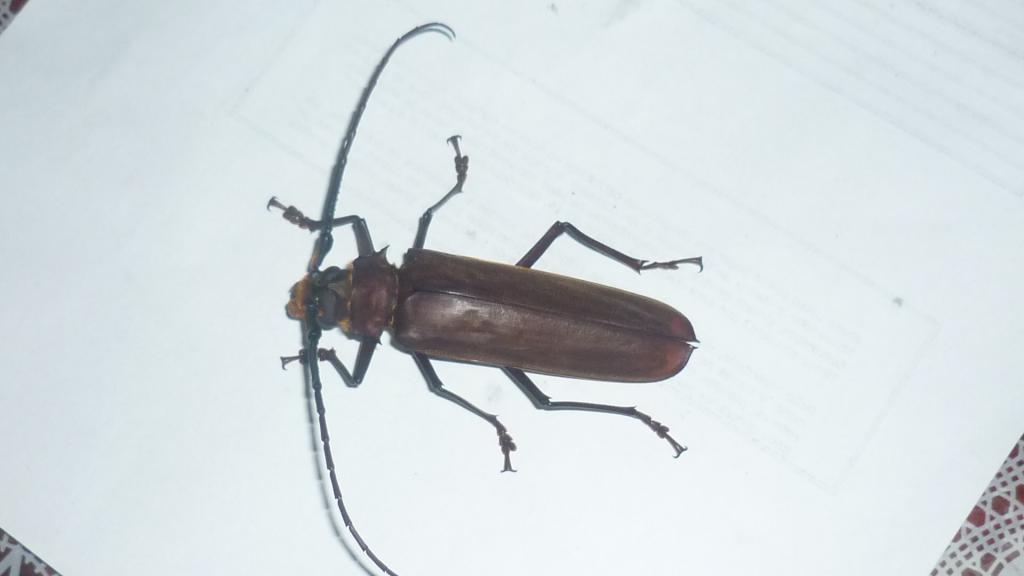 Foto de Shell, Ecuador