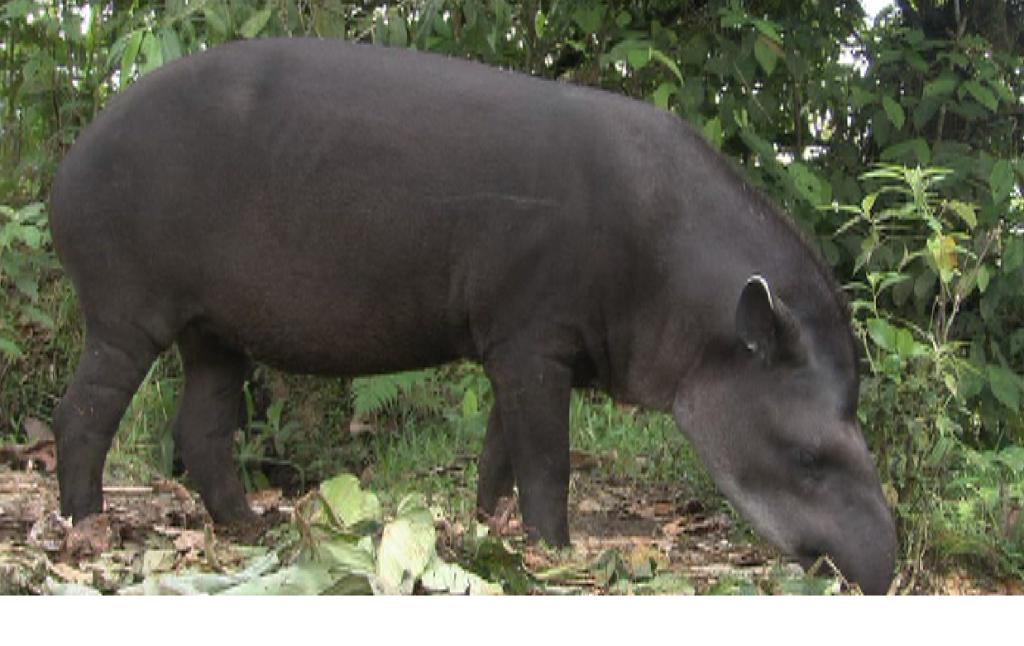 Foto de Pastaza, Ecuador