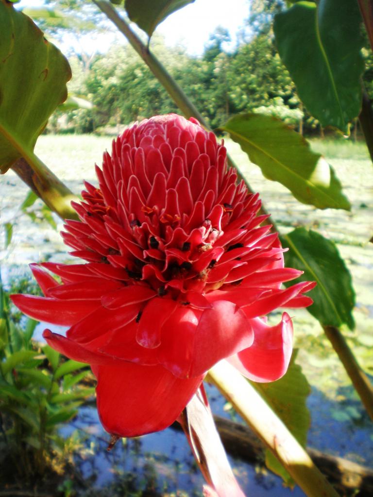 Foto de Villarica, Perú