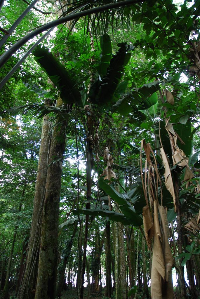 Foto de Canaima, Venezuela