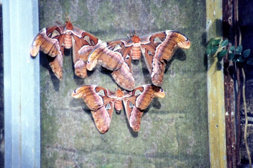 Foto de Penang, Malasia