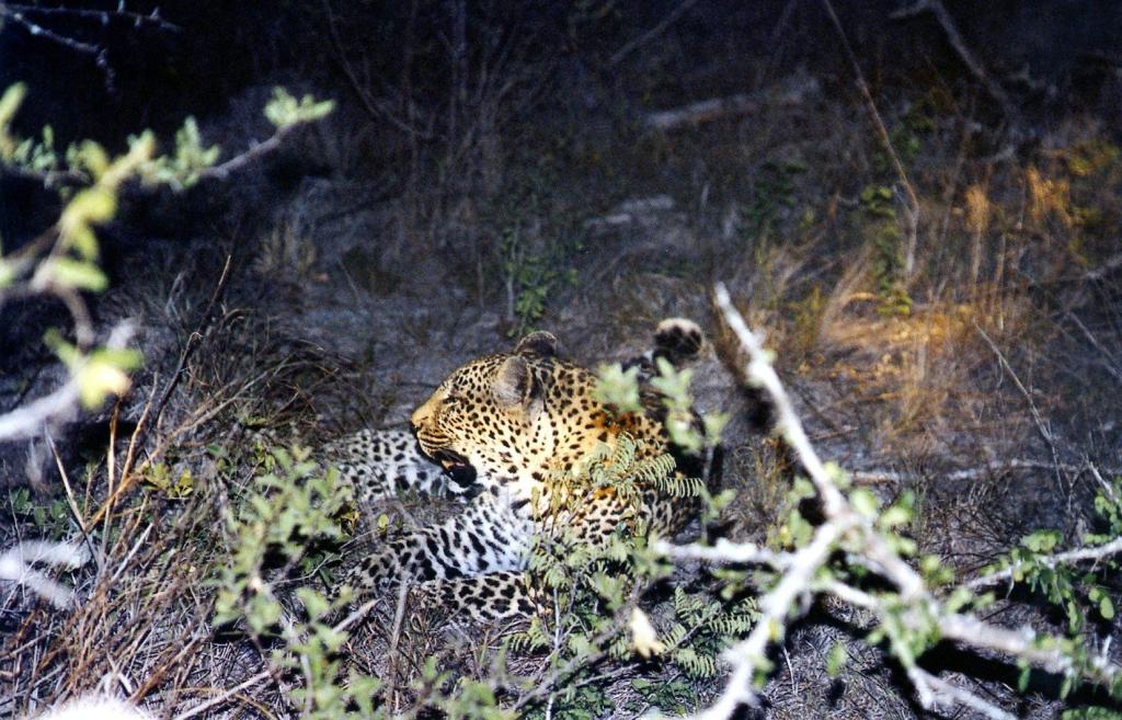 Foto de Kruger National Park, Sudáfrica