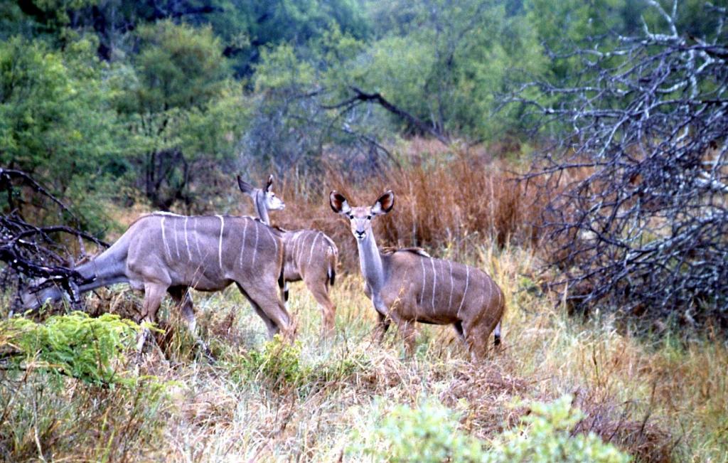 Foto de Kruger National Park, Sudáfrica