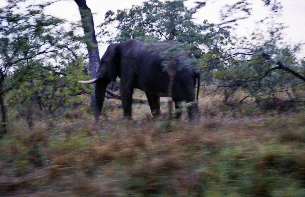 Foto de Kruger National Park, Sudáfrica