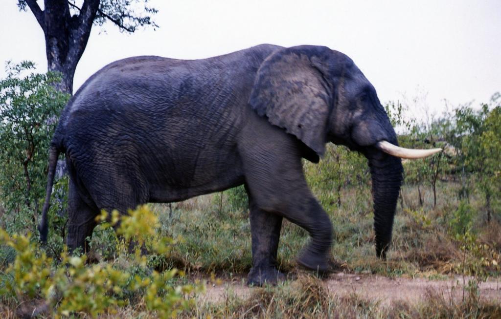 Foto de Kruger National Park, Sudáfrica
