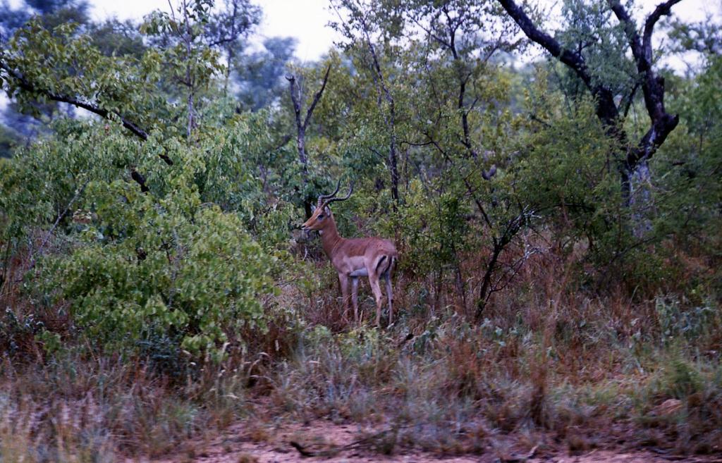 Foto de Kruger National Park, Sudáfrica