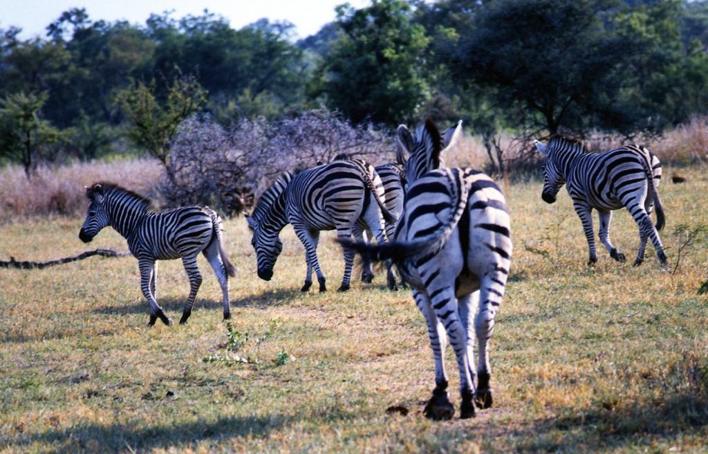 Foto de Kruger National Park, Sudáfrica