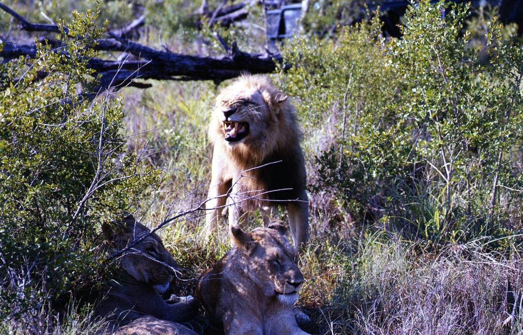Foto de Kruger National Park, Sudáfrica