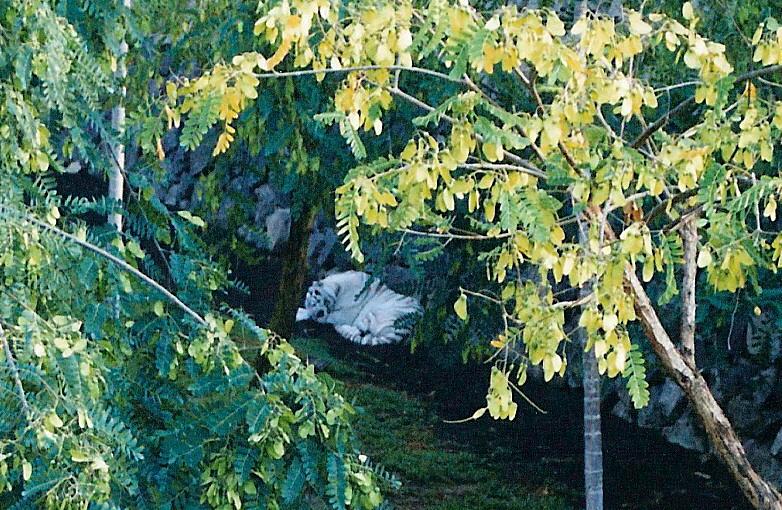 Foto de Arona (Santa Cruz de Tenerife), España