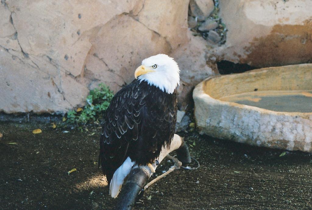 Foto de Arona (Santa Cruz de Tenerife), España