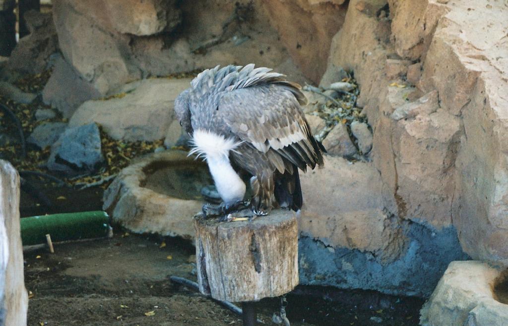 Foto de Arona (Santa Cruz de Tenerife), España