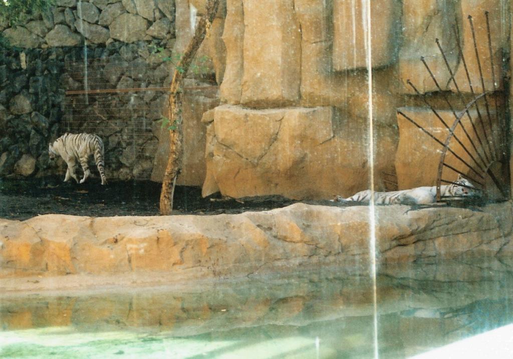 Foto de Arona (Santa Cruz de Tenerife), España