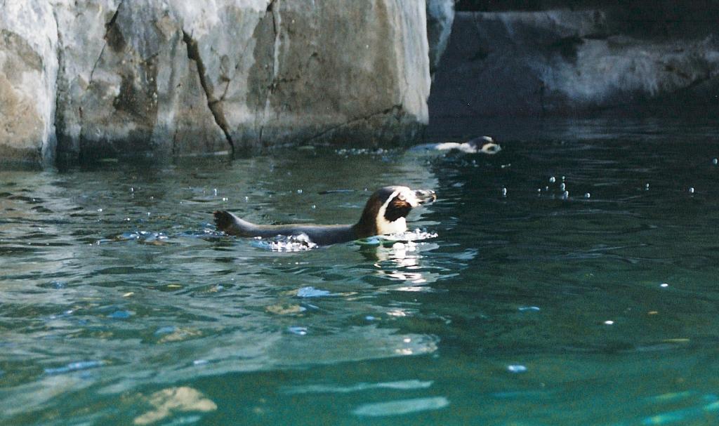 Foto de Arona (Santa Cruz de Tenerife), España