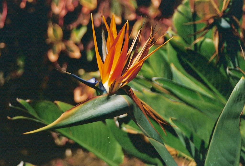 Foto de Arona (Santa Cruz de Tenerife), España
