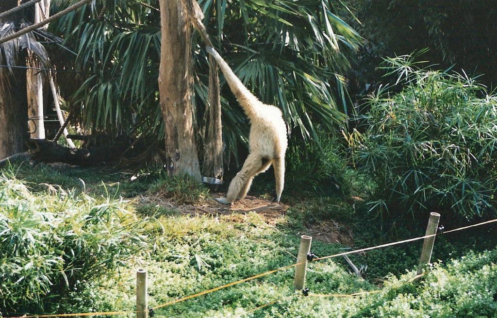 Foto de Arona (Santa Cruz de Tenerife), España