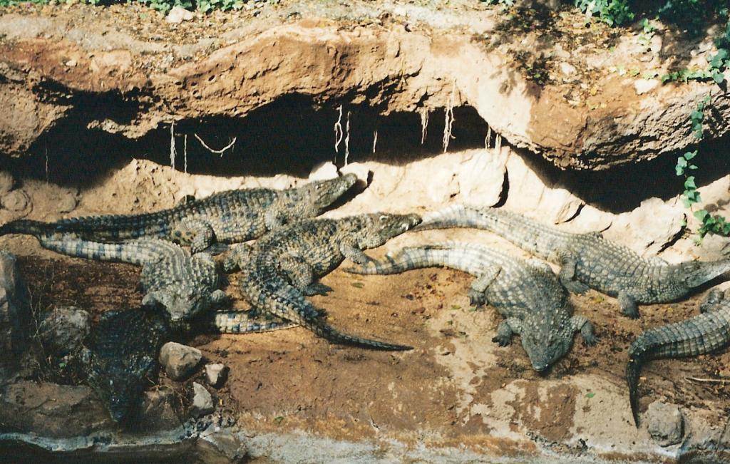 Foto de Arona (Santa Cruz de Tenerife), España