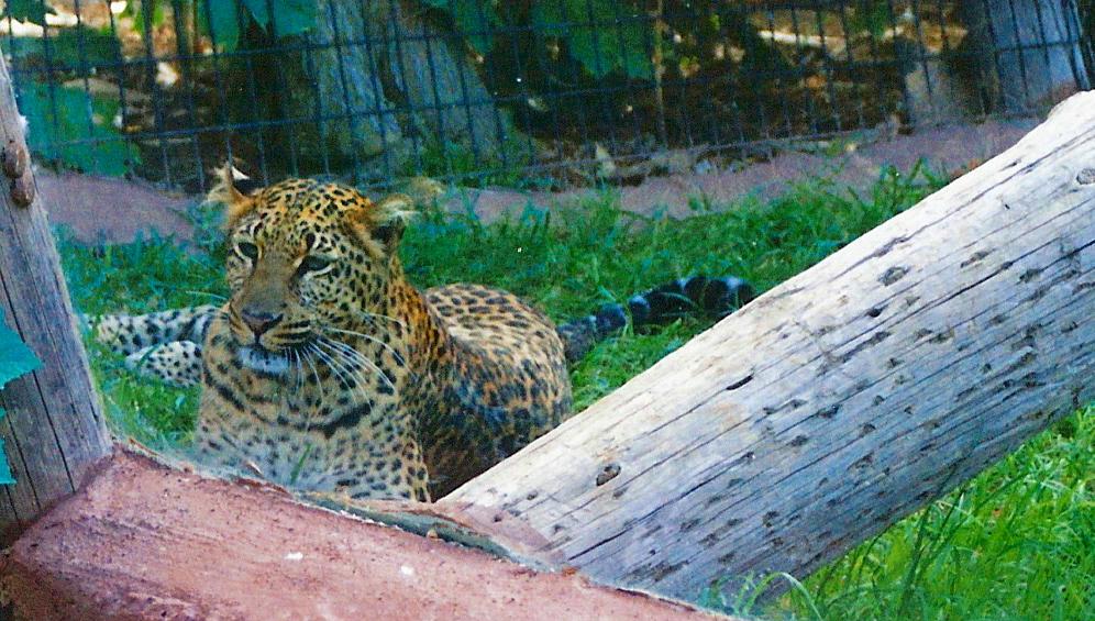 Foto de Arona (Santa Cruz de Tenerife), España