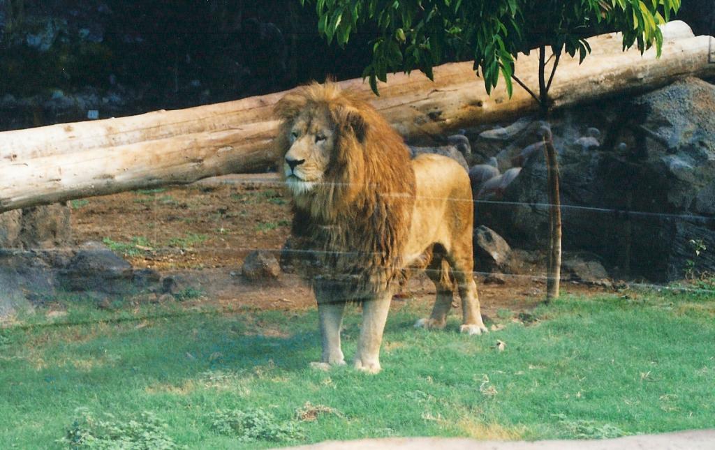 Foto de Arona (Santa Cruz de Tenerife), España