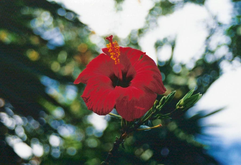 Foto de Arona (Santa Cruz de Tenerife), España