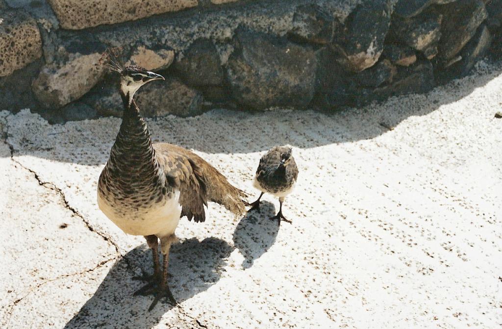 Foto de Arona (Santa Cruz de Tenerife), España