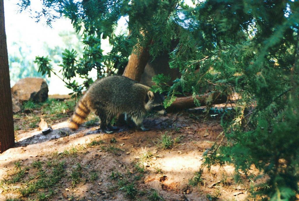 Foto de Arona (Santa Cruz de Tenerife), España