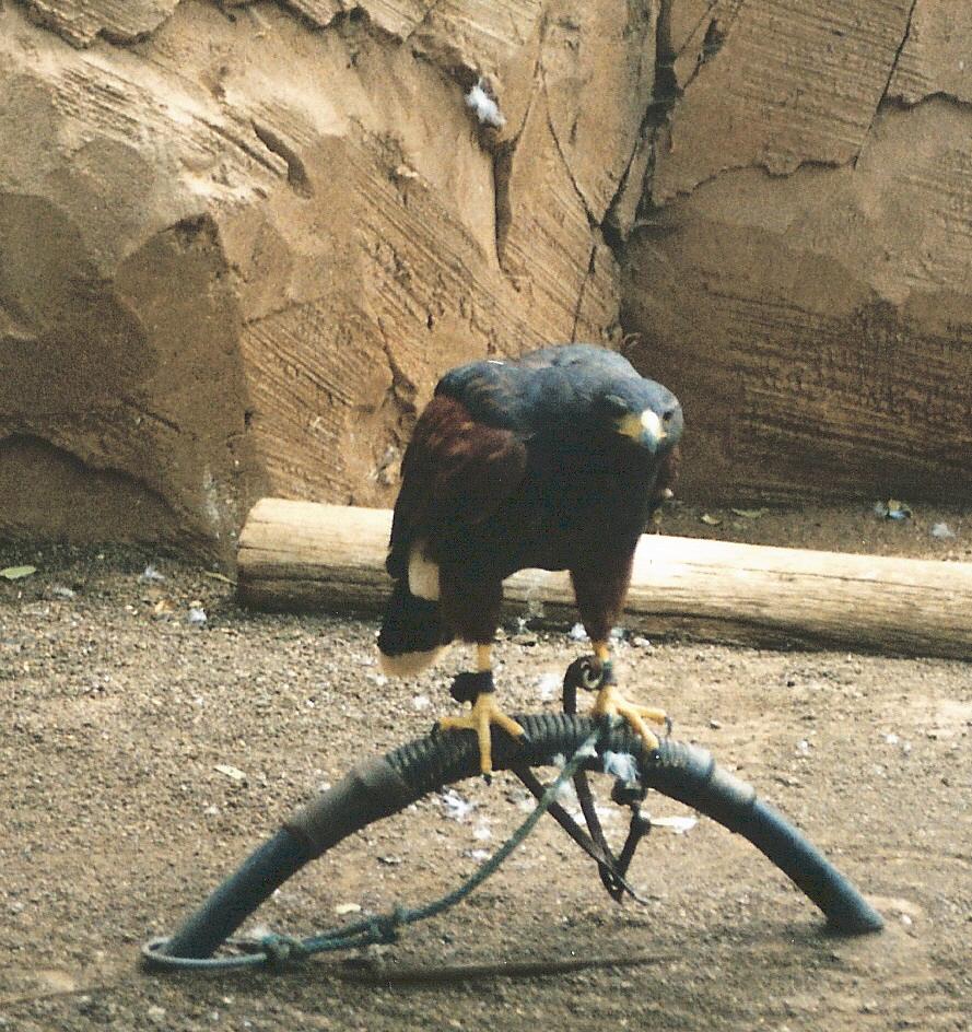 Foto de Arona (Santa Cruz de Tenerife), España
