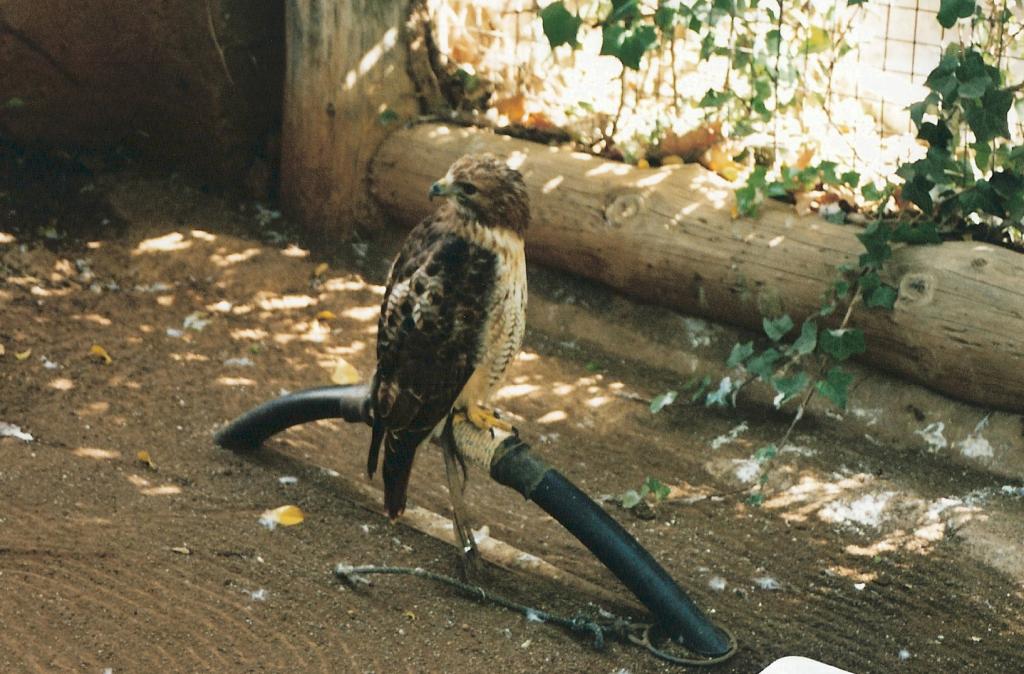 Foto de Arona (Santa Cruz de Tenerife), España