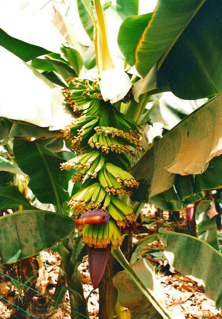 Foto de Arona (Santa Cruz de Tenerife), España