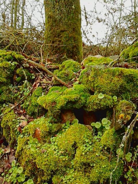 Foto de Puercas de Aliste (Zamora), España