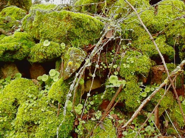 Foto de Puercas de Aliste (Zamora), España