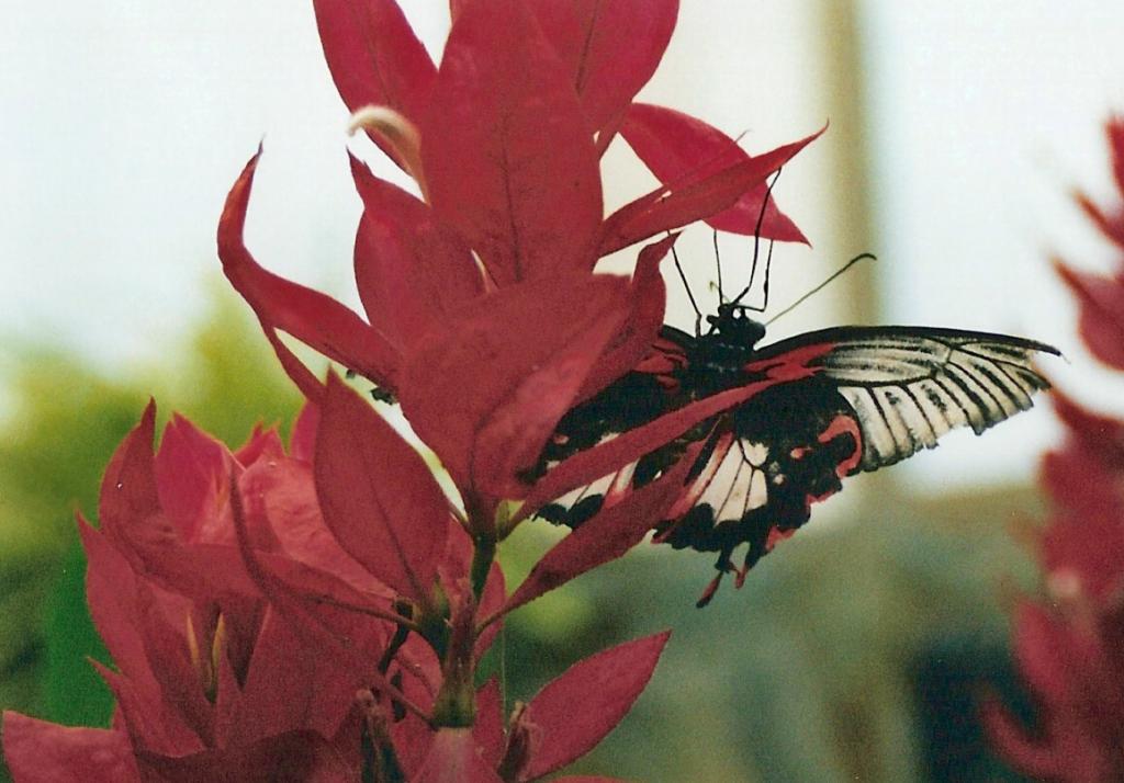 Foto de Icod de los Vinos (Santa Cruz de Tenerife), España