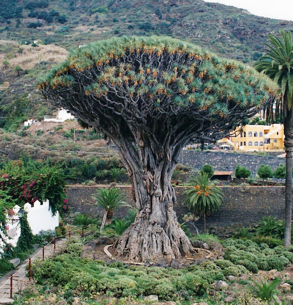 Foto de Icod de los Vinos (Santa Cruz de Tenerife), España